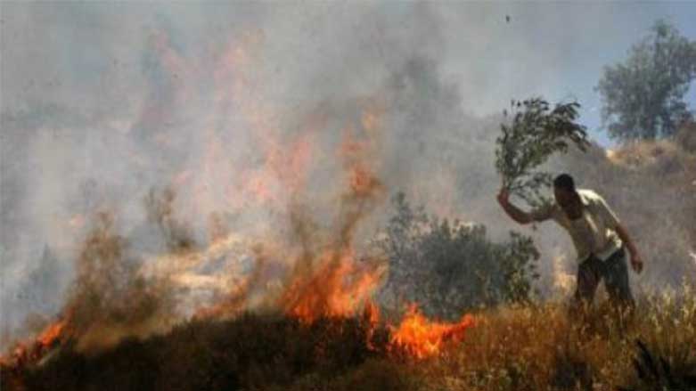 Li Efrînê Cebhet El-Nûsra agir bi darên Zeytûnan dixe